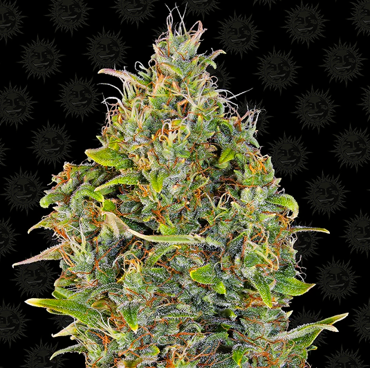 Barney's Farm -Critical Kush-