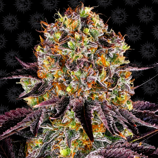 Barney's Farm -Runtz x Layer Cake-
