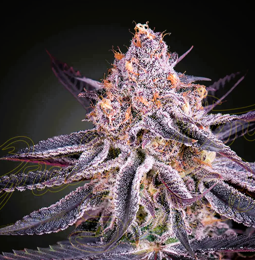 Green House Seed -King's Juice- *Mimosa x King's Kush