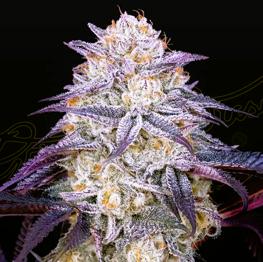 Green House Seed -King's Juice- *Ruderalis
