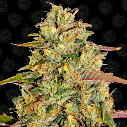 Barney's Farm -Amnesia Lemon-