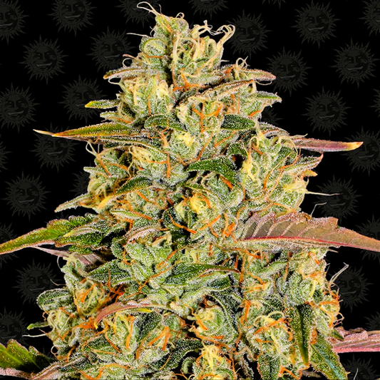 Barney's Farm -Amnesia Lemon-