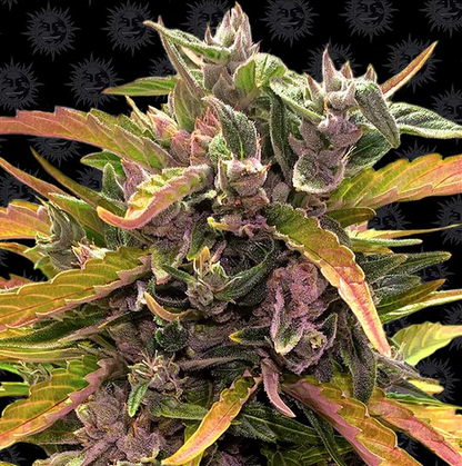 Barney's Farm -Gorrila Glue-