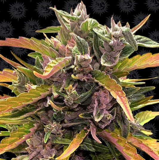 Barney's Farm -Gorrila Glue-