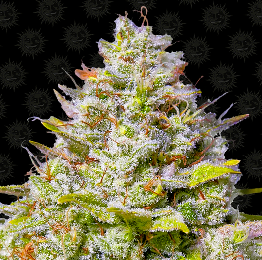 Barney's Farm -Blue Gelato 41-