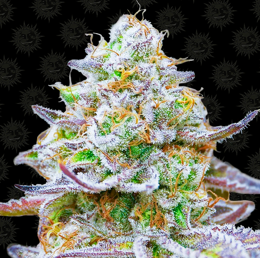 Barney's Farm -Gorilla Skittlez-