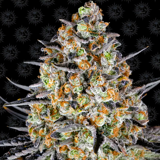 Barney's Farm -LSD-