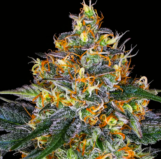 Barney's Farm -Moby Dick-