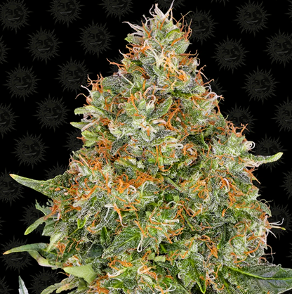 Barney's Farm -Pineapple Express-