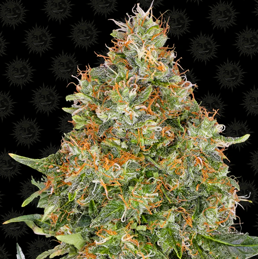Barney's Farm -Pineapple Express-
