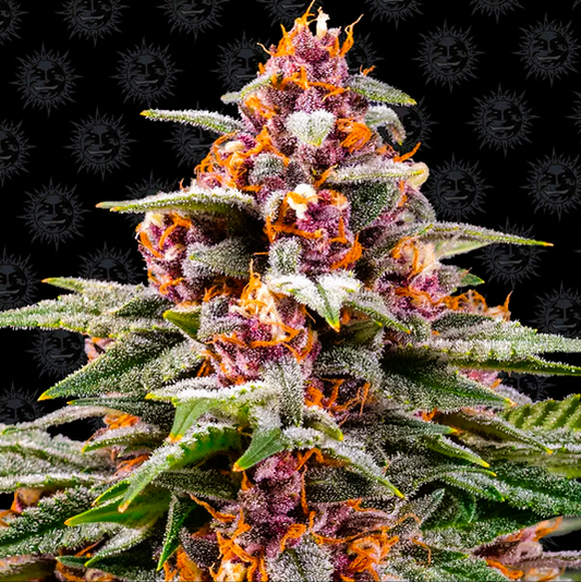 Barney's Farm -Runtz-