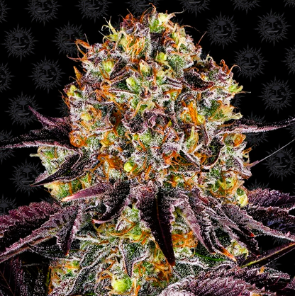 Barney's Farm -Runtz x Layer Cake-