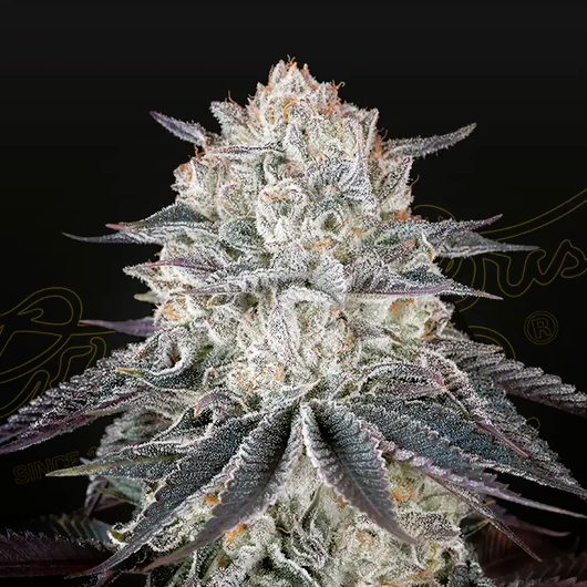 Green House Seed -Fullgas!-