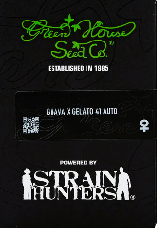 Green House Seed -Guava x Gelato 41-