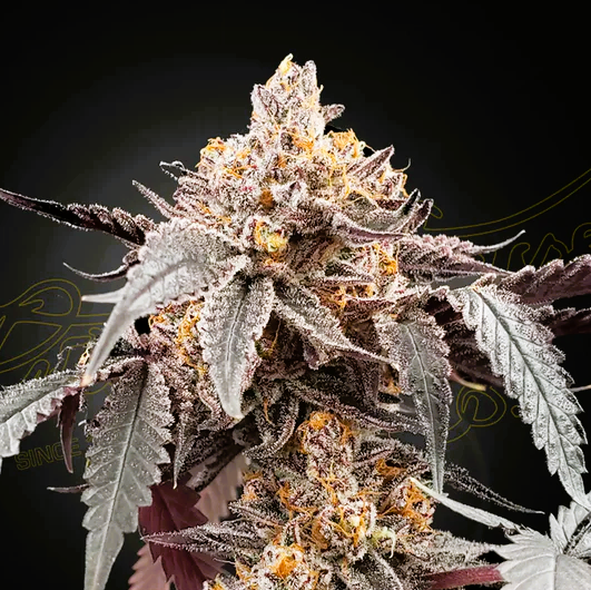 Green House Seed -Guava x Gelato 41-