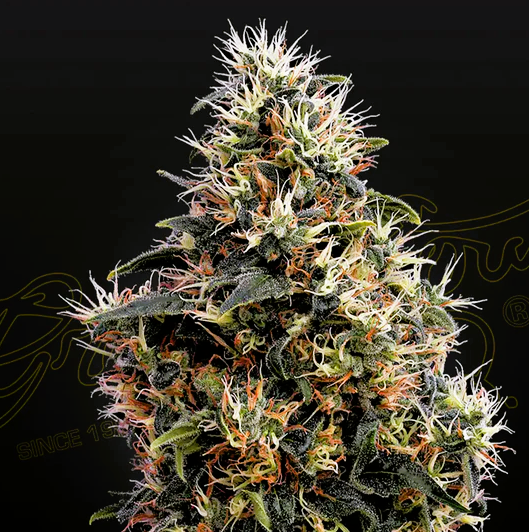 Green House Seed -Sweet Mango-