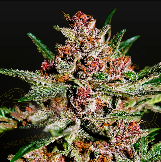 Green House Seed -Bubba Kush-