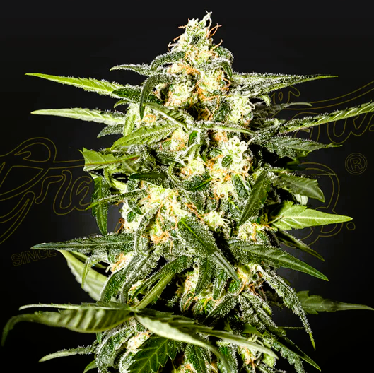 Green House Seed -Jack Herer-