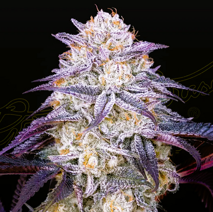 Green House Seed -King's Juice-  *Ruderalis