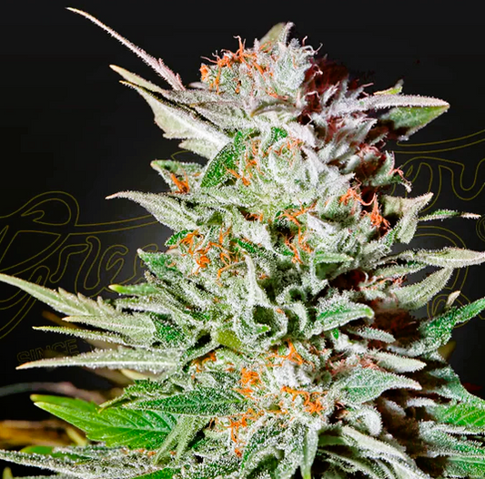 Green House Seed -Super Lemon Haze-