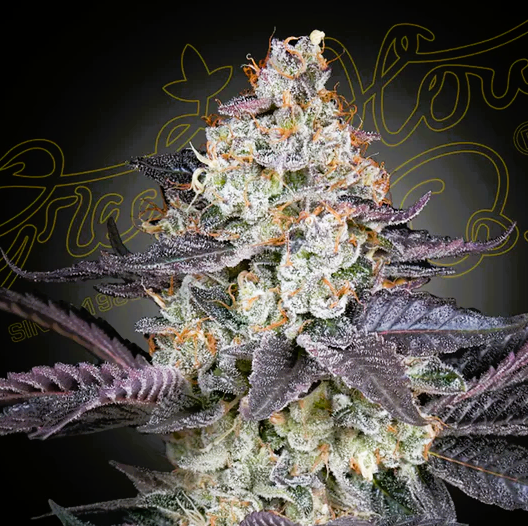 Green House Seed -Ztrawberry-